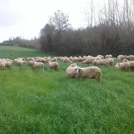 Farm stay - Fattoria Didattica Caratozzolo Colacaruso
